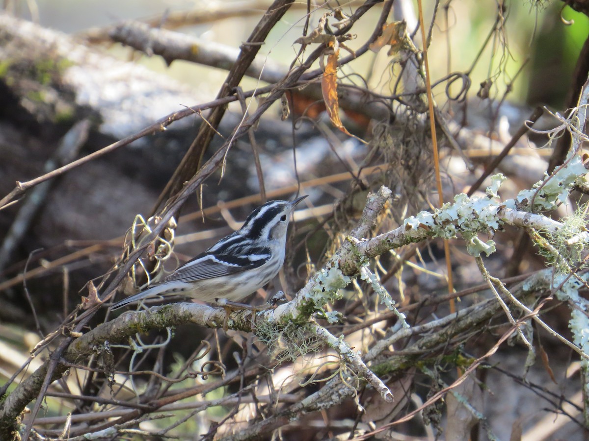Black-and-white Warbler - ML529906791