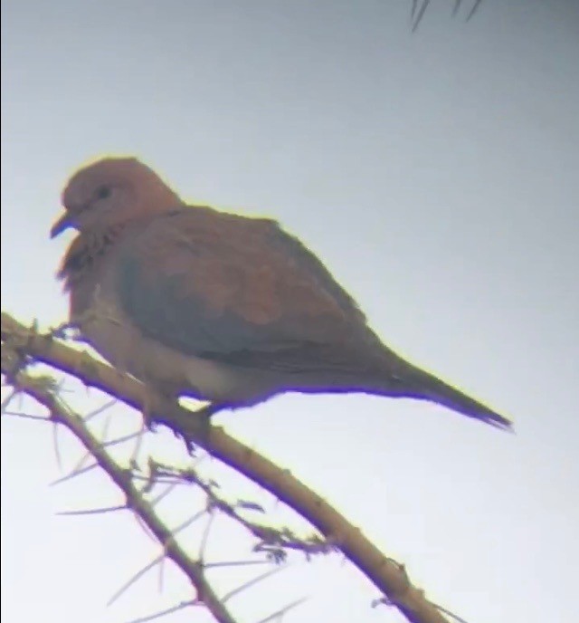 Laughing Dove - ML529906971