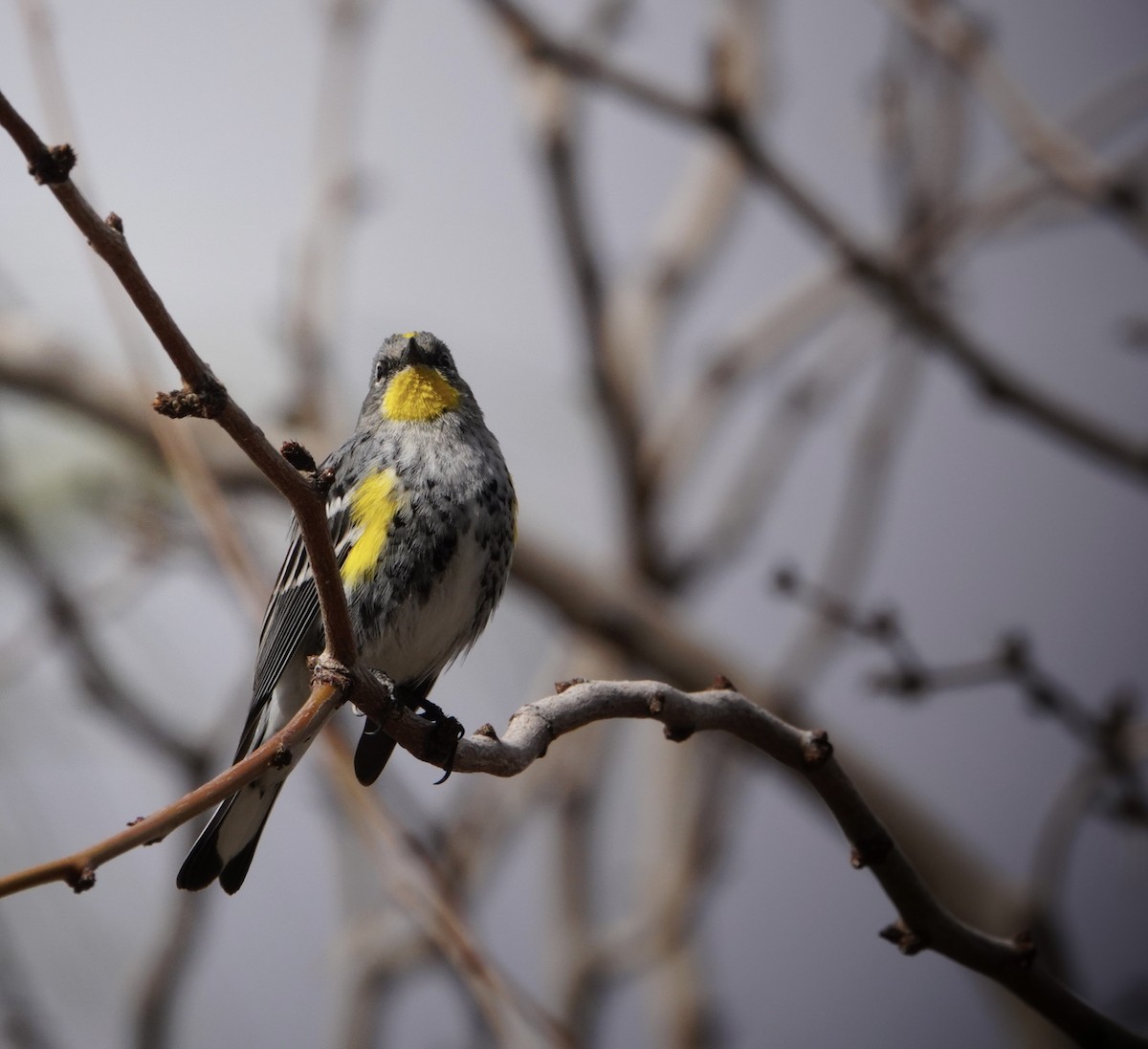 Yellow-rumped Warbler - Donna Walkuski