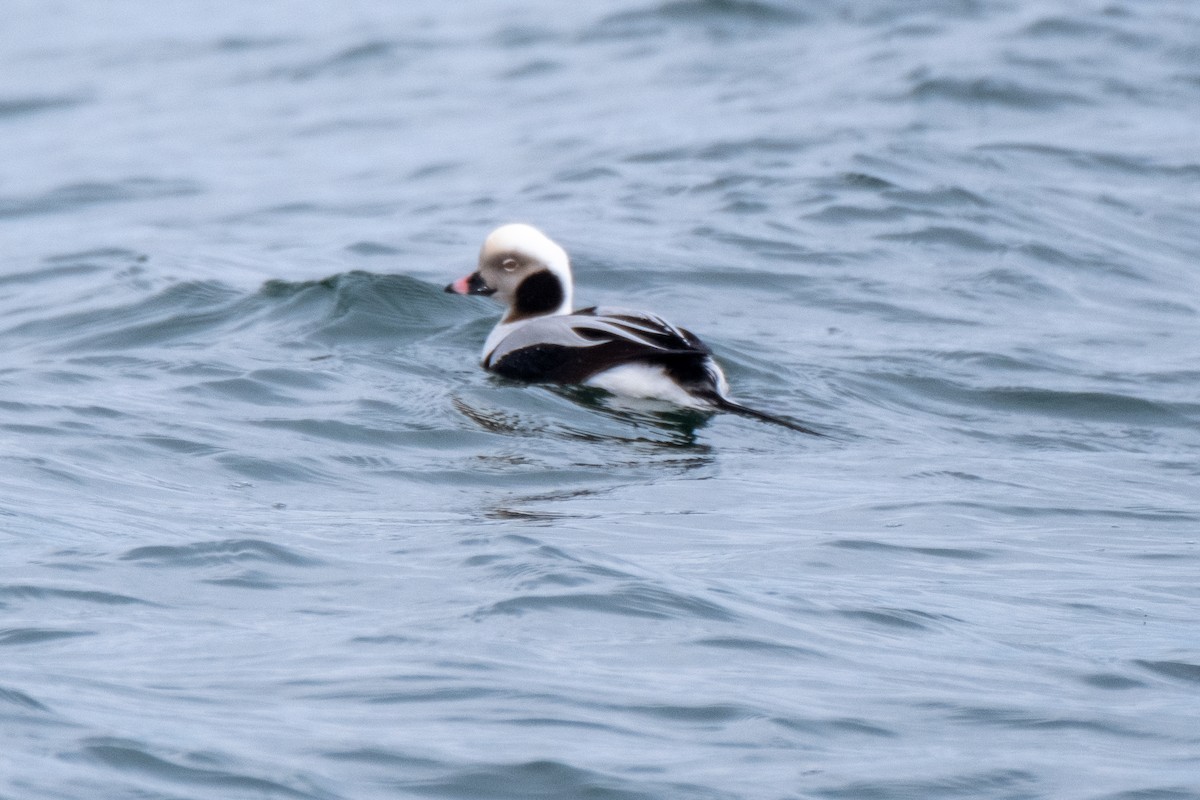 Mass Audubon Ebird Checklist Jan Loop Beach Species