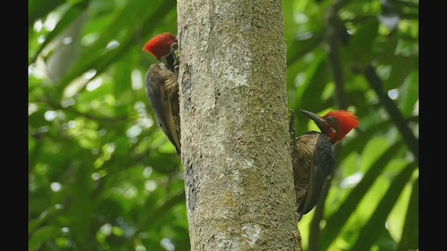 Guayaquil Woodpecker - ML529914451