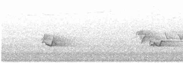 střízlík kanadský - ML529919841