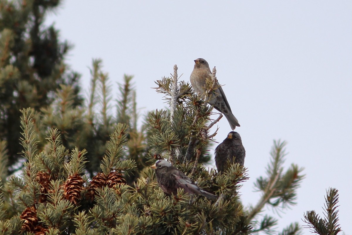 Brown-capped Rosy-Finch - ML529921371