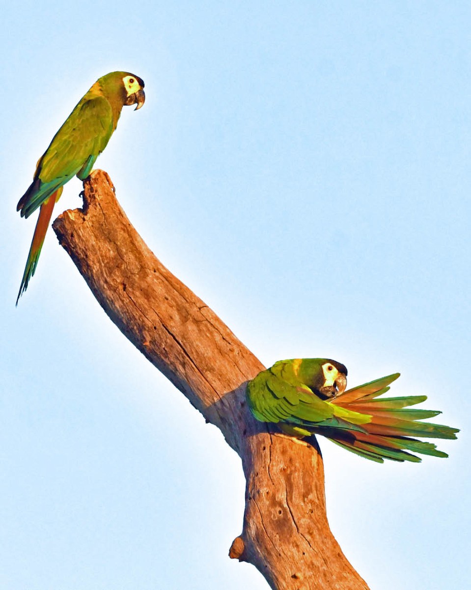 Yellow-collared Macaw - ML529924061