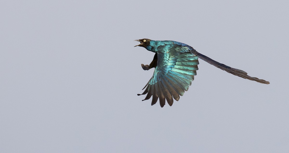Long-tailed Glossy Starling - ML529926281