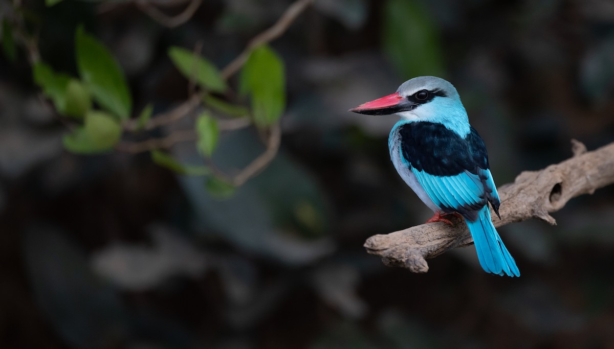 Blue-breasted Kingfisher - ML529927181