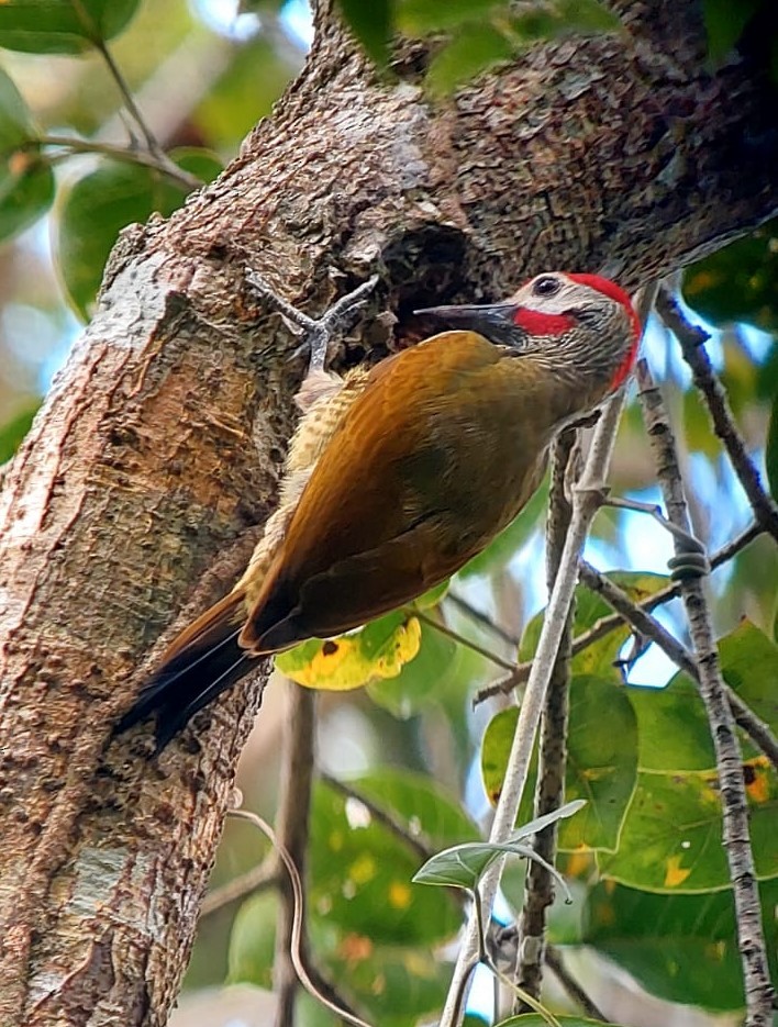 Golden-olive Woodpecker - ML529929021