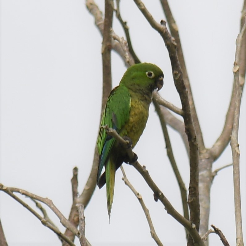 Olive-throated Parakeet (Aztec) - ML529931071