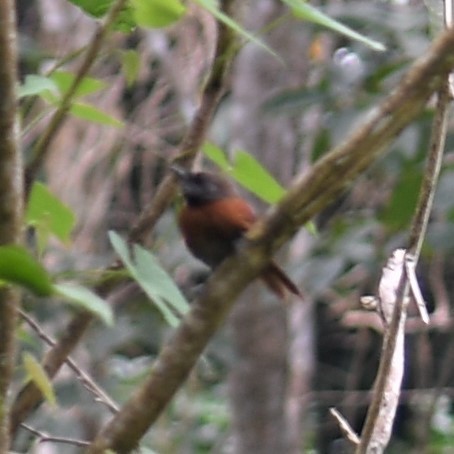 Rufous-breasted Spinetail - ML529933091