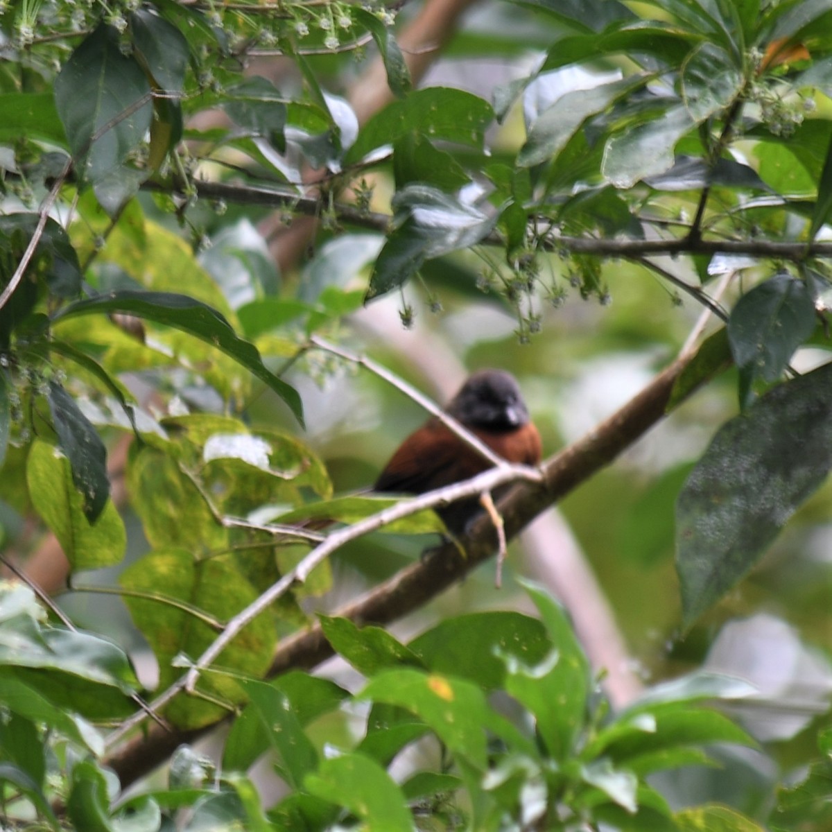 Rufous-breasted Spinetail - ML529933151