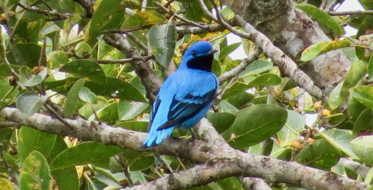 Lovely Cotinga - Dallas Levey