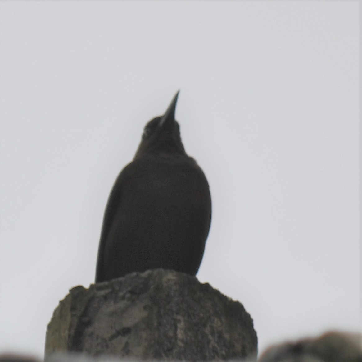 Great-tailed Grackle - ML529934451