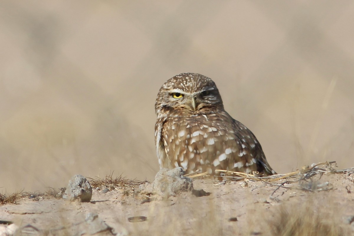 Burrowing Owl - ML529937581