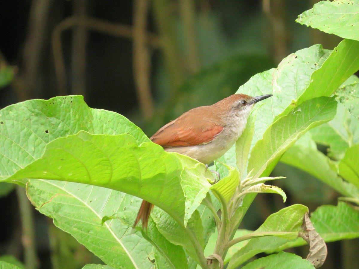 Yellow-chinned Spinetail - ML529939621