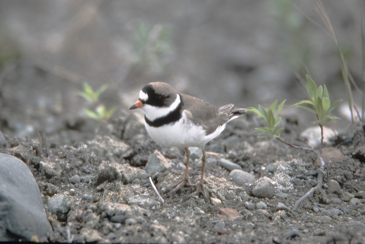 Semipalmated Plover - ML529943001