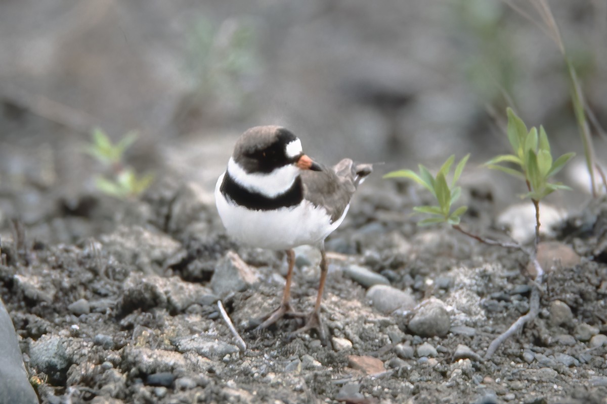 Semipalmated Plover - ML529943011
