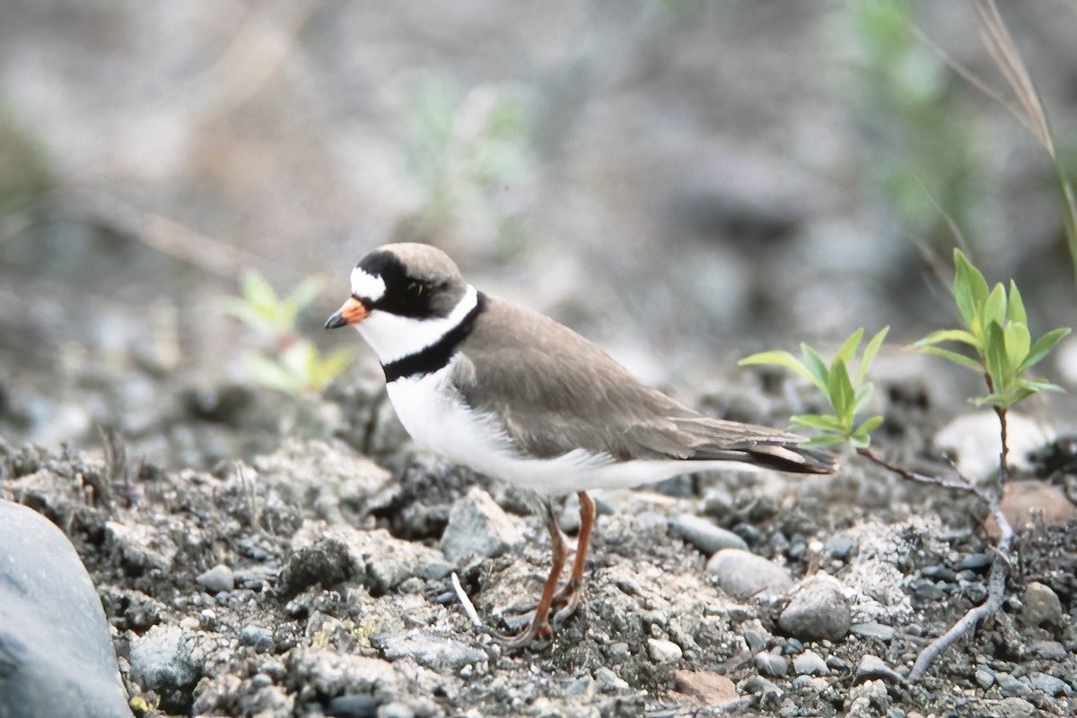 Semipalmated Plover - ML529943031