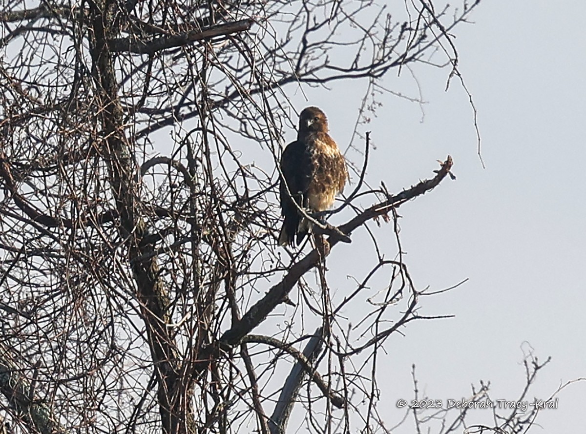 Red-tailed Hawk (abieticola) - ML529945931