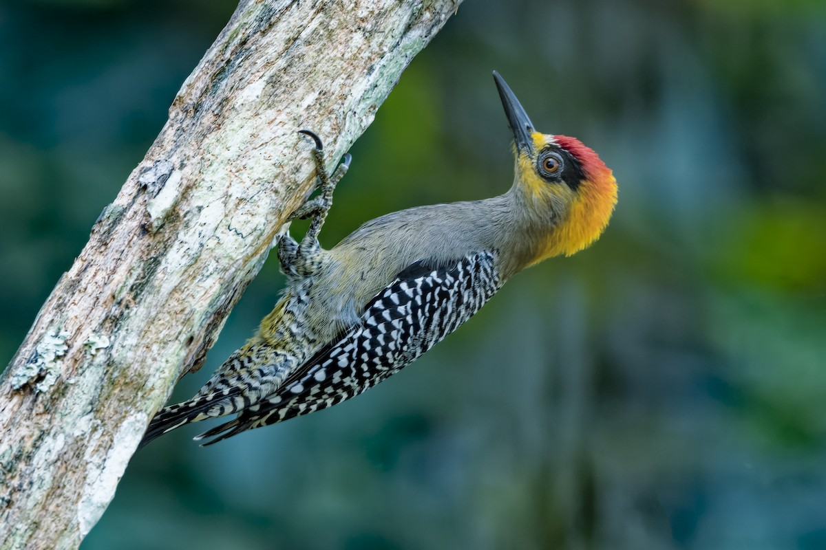 Golden-cheeked Woodpecker - ML529947101