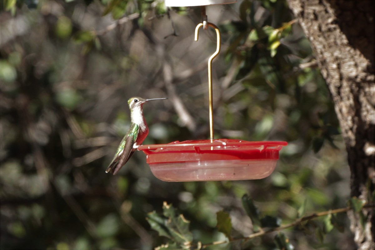 Rivoli's Hummingbird - ML529948131