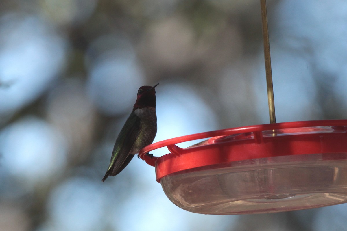 Anna's Hummingbird - ML529948831