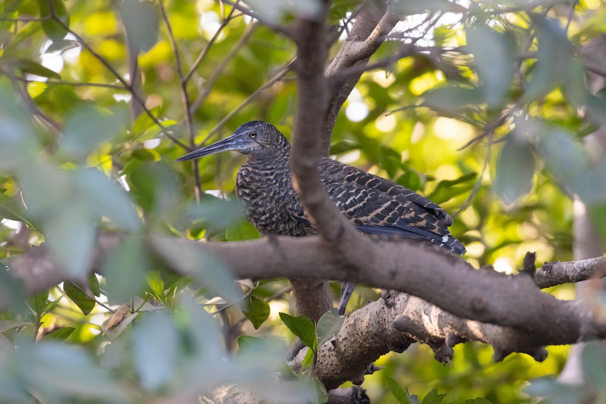 White-crested Tiger-Heron - ML529950161