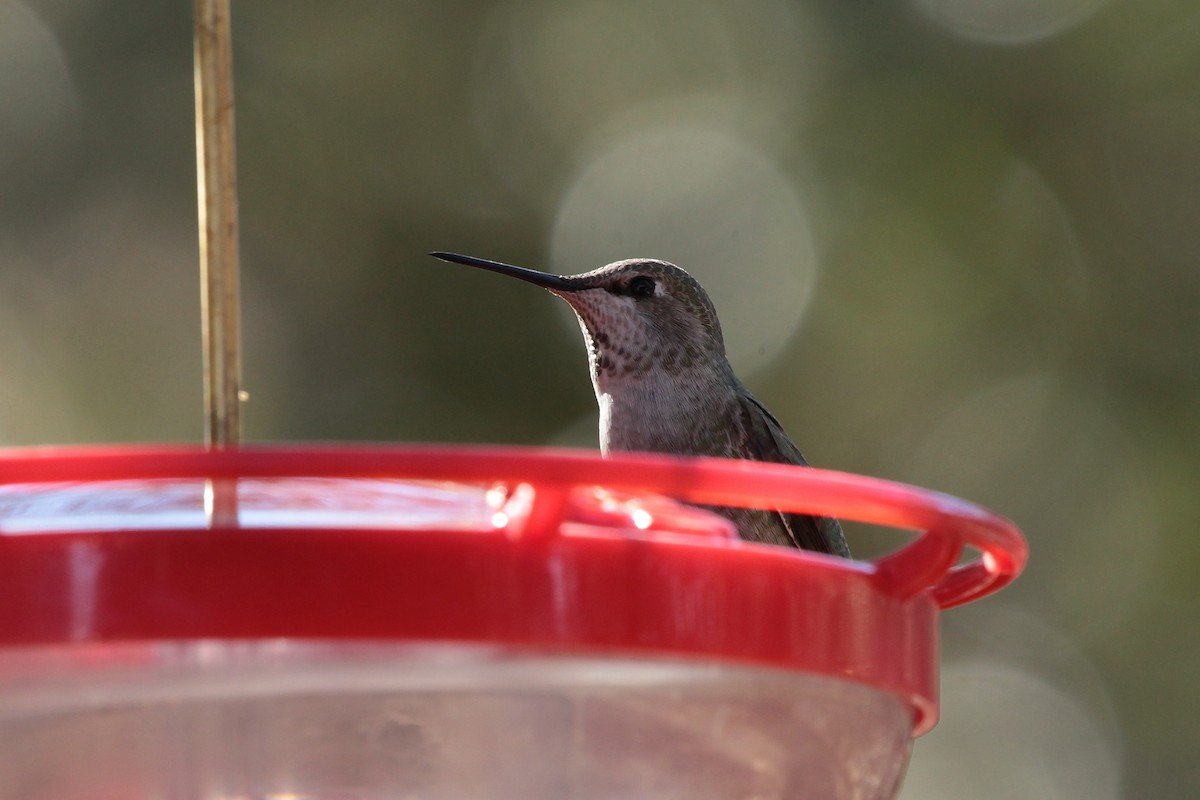 Anna's Hummingbird - ML529950861