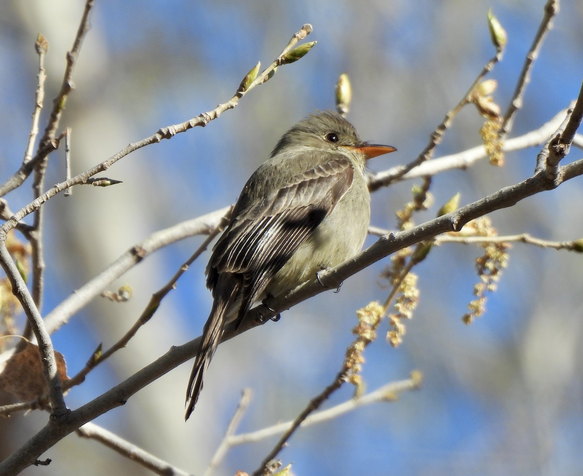 Greater Pewee - ML529951331