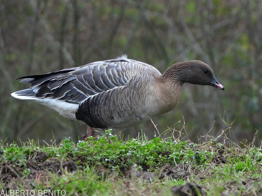 Pink-footed Goose - ML529951421