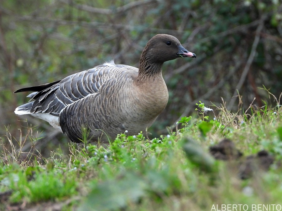 Pink-footed Goose - ML529951431