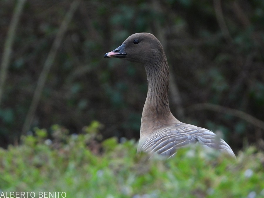 Pink-footed Goose - ML529951441