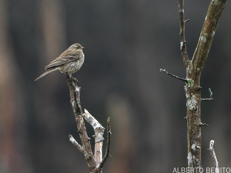 Water Pipit - ML529951651
