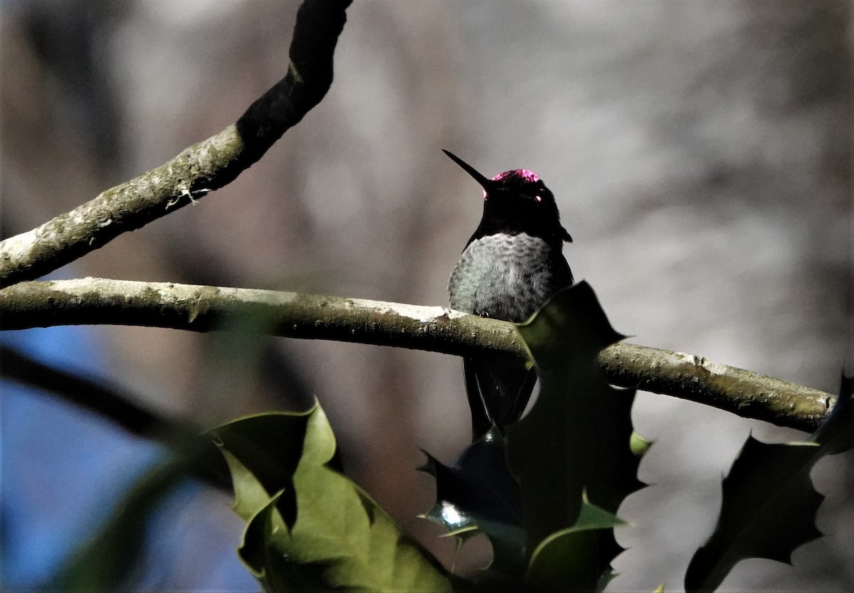 Anna's Hummingbird - Andrew Rivinus