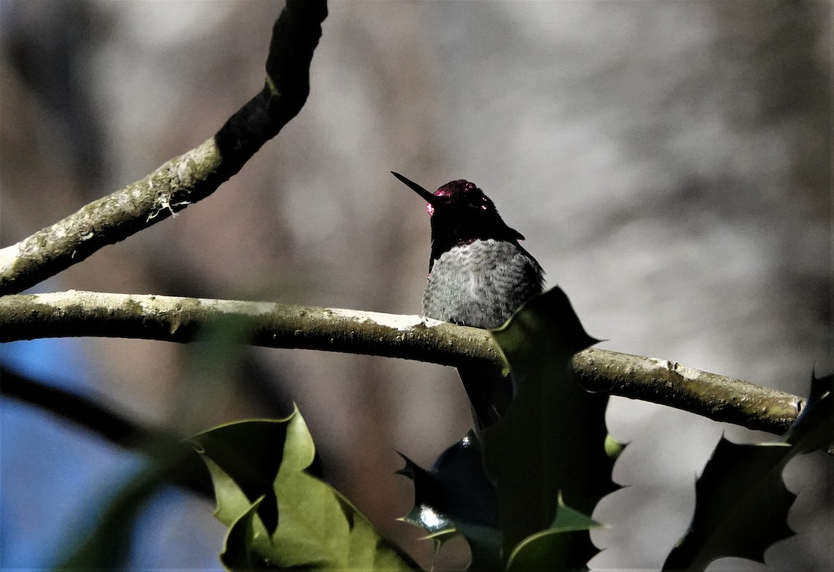 Anna's Hummingbird - ML529952151