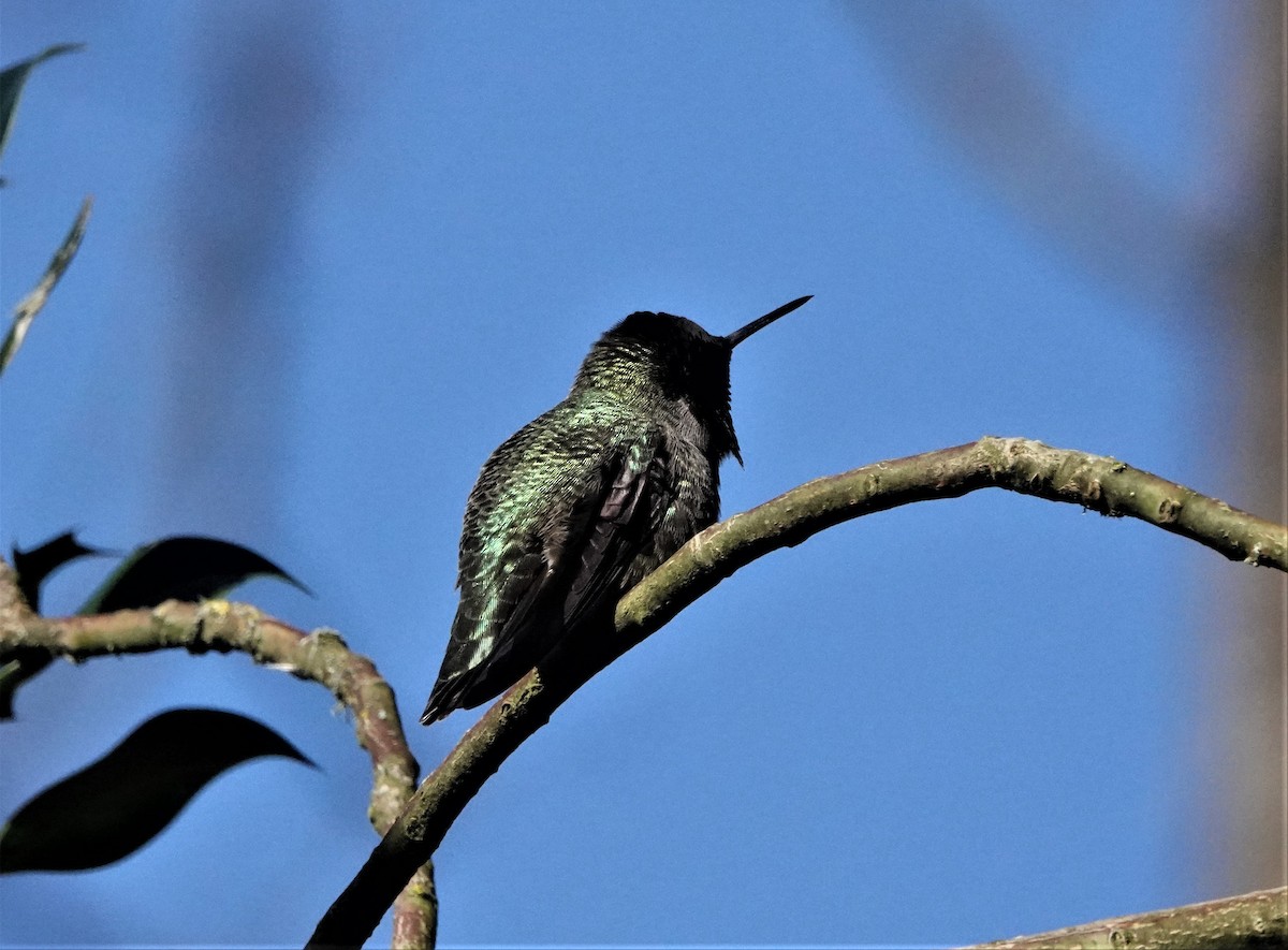 Anna's Hummingbird - ML529952161