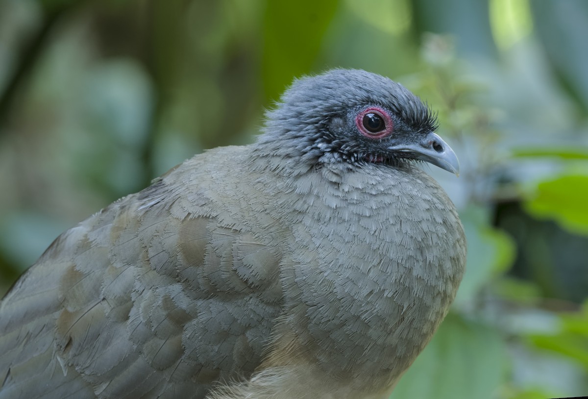 West Mexican Chachalaca - ML529952591
