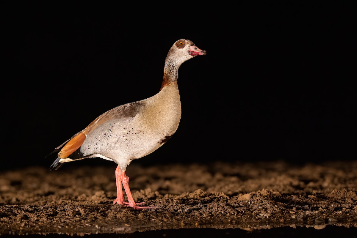 Egyptian Goose - Dorian Anderson