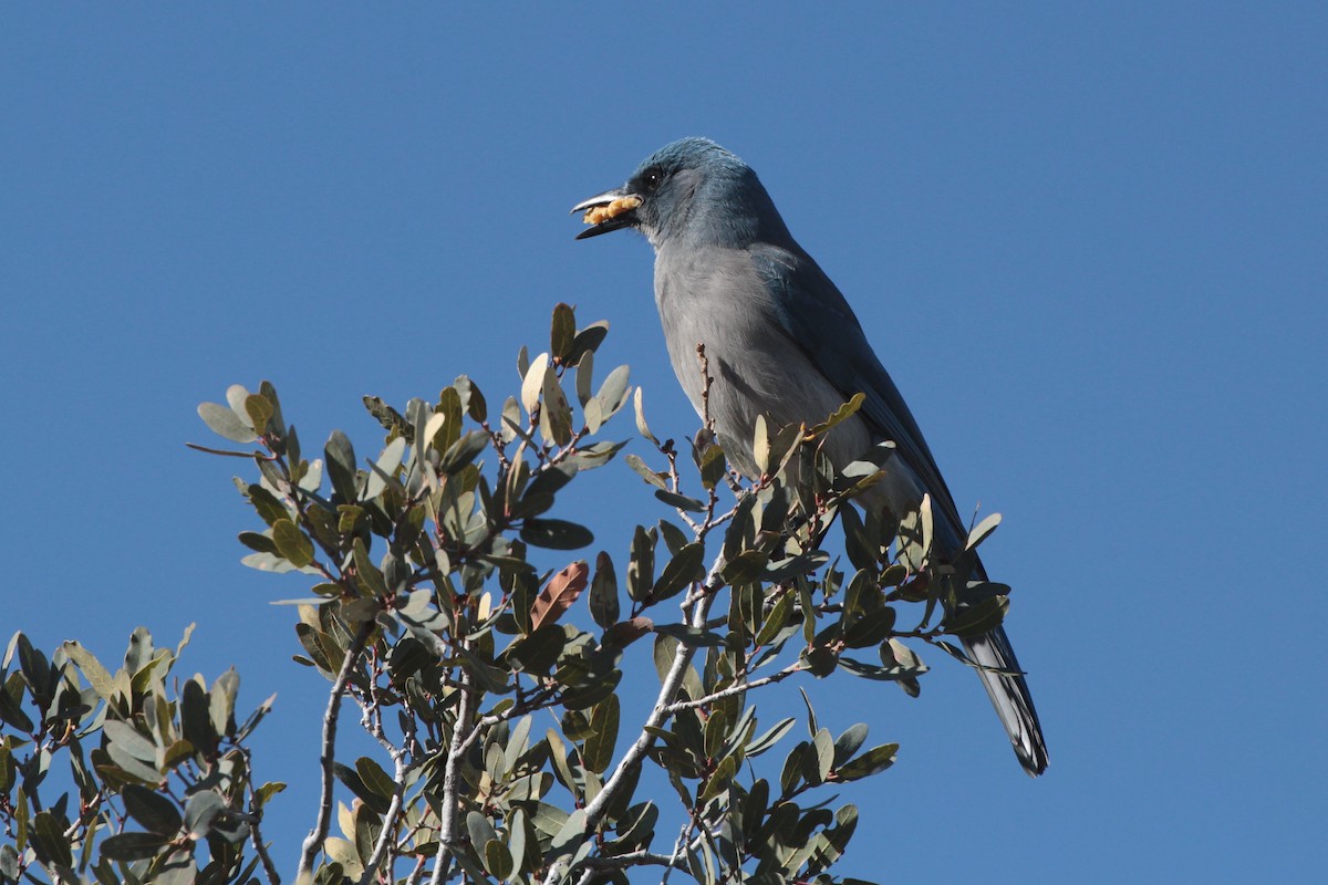Mexican Jay - ML529961191
