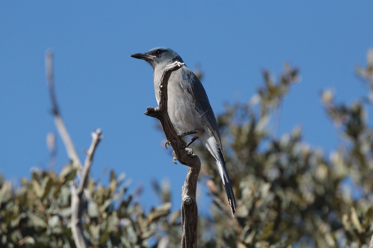 Mexican Jay - ML529961201