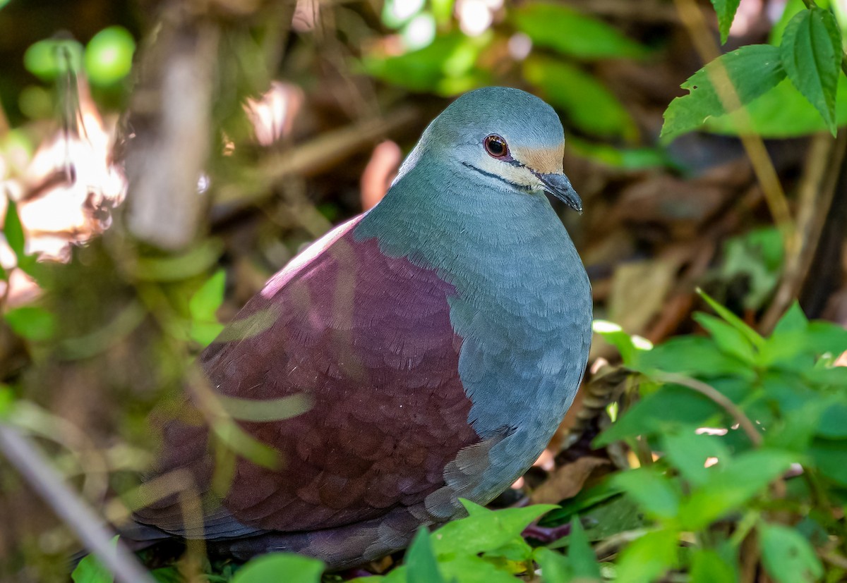 Buff-fronted Quail-Dove - Andres Paniagua