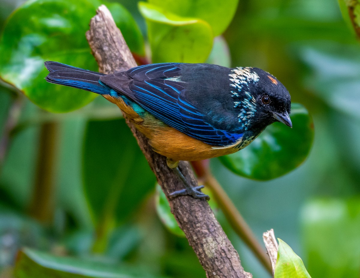 Spangle-cheeked Tanager - ML529962921