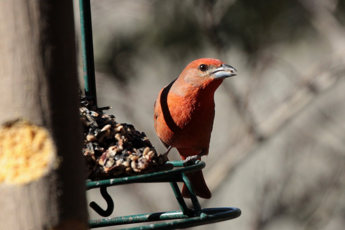 Hepatic Tanager - ML529966491
