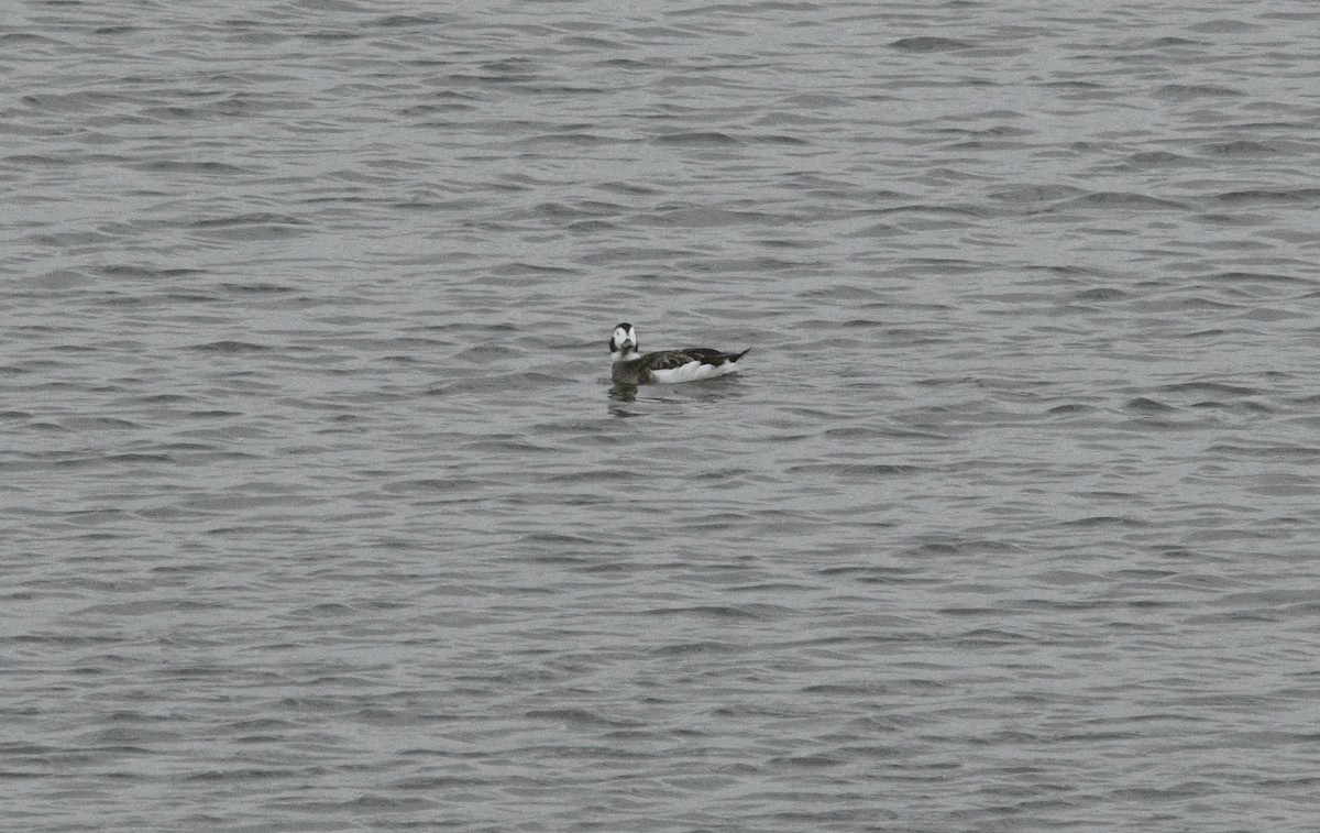 Long-tailed Duck - ML529970701