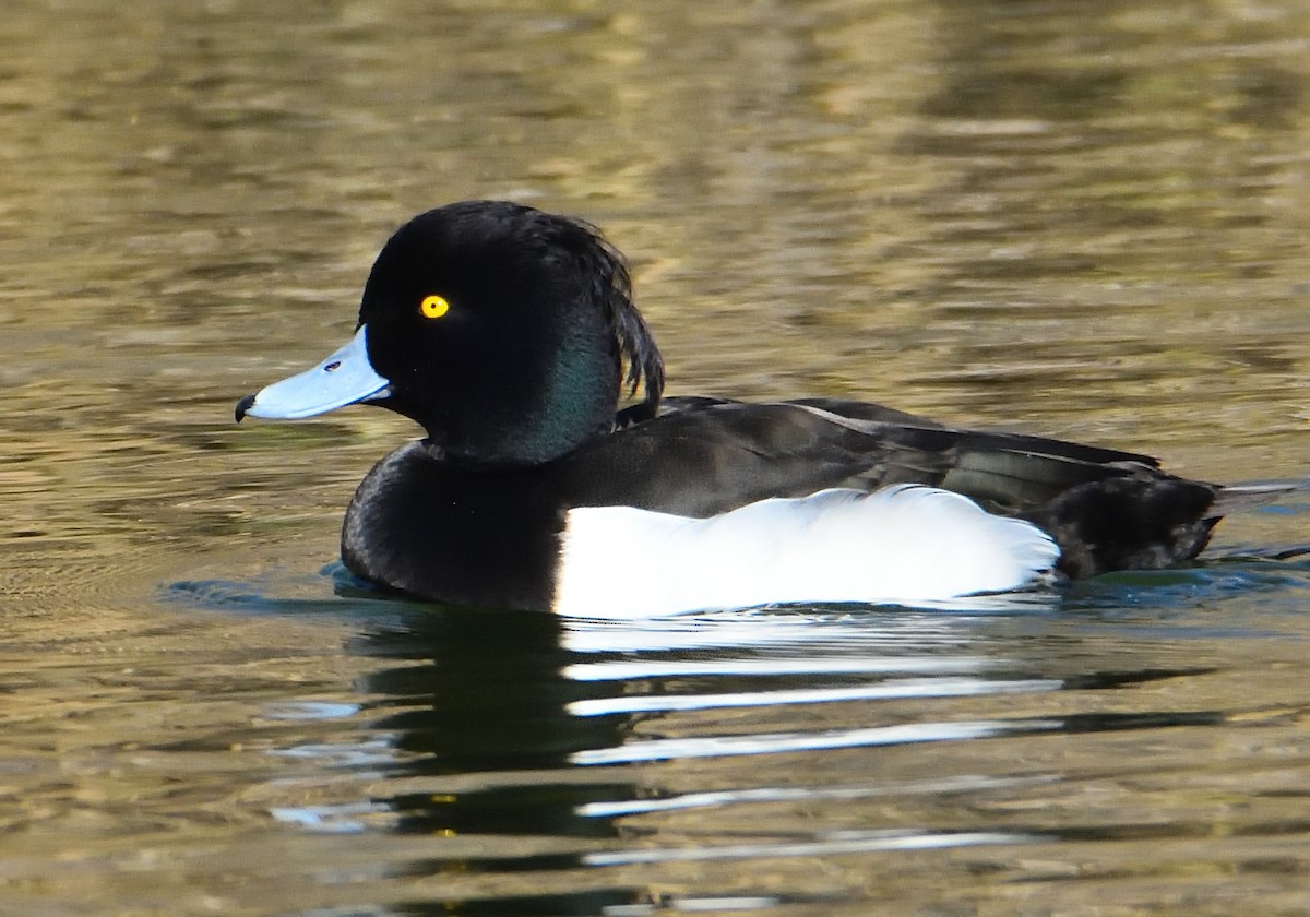Tufted Duck - ML529973371