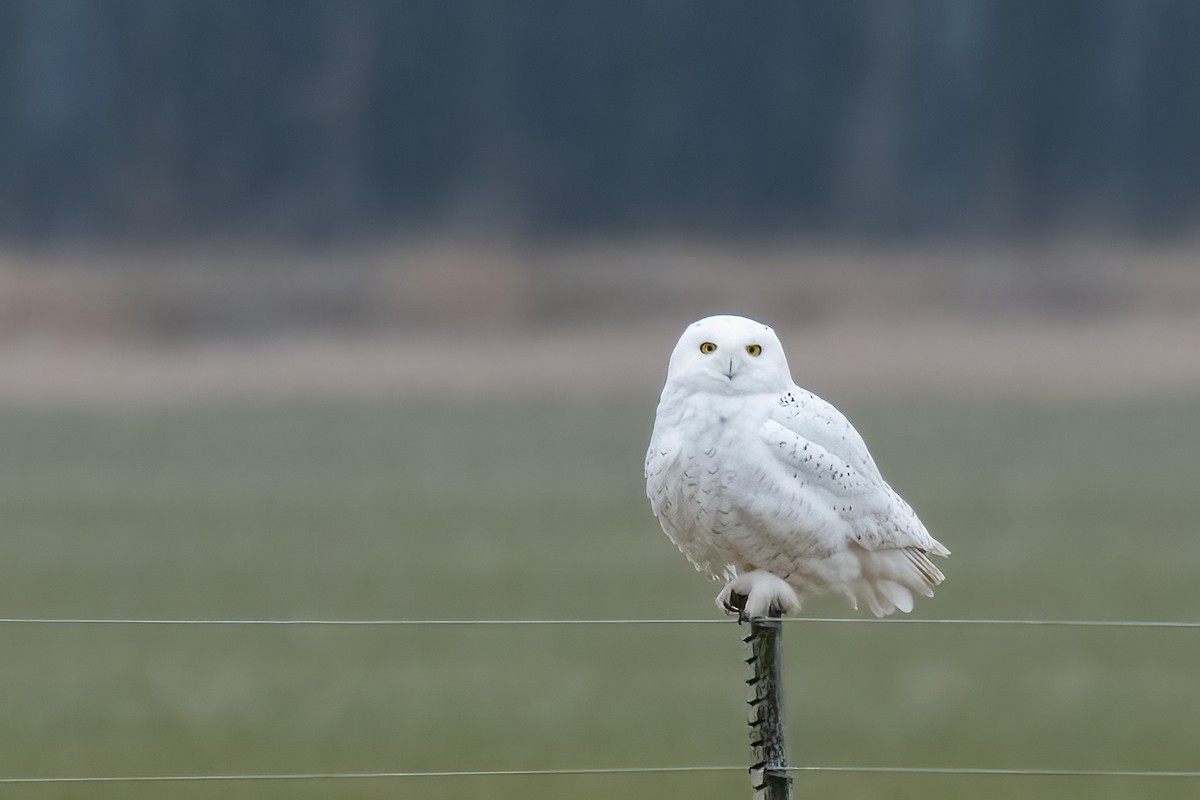 Snowy Owl - ML529975221