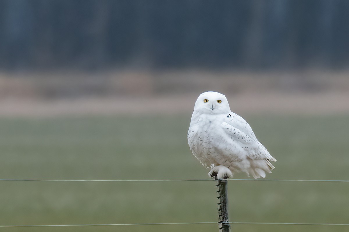 eBird Checklist 24 Jan 2023 Webster Township, Ohio, US (41.435, 83