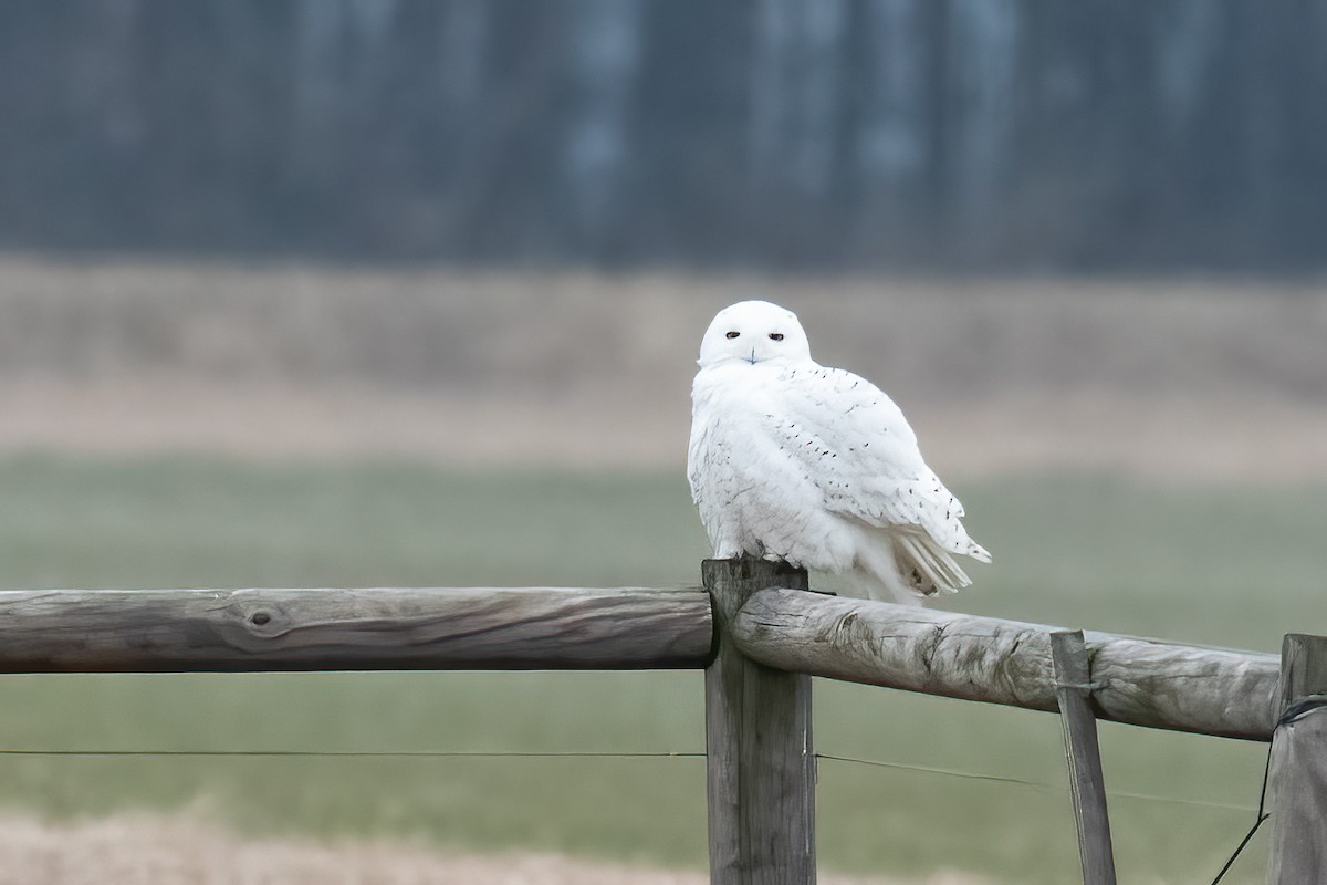 Snowy Owl - ML529975241