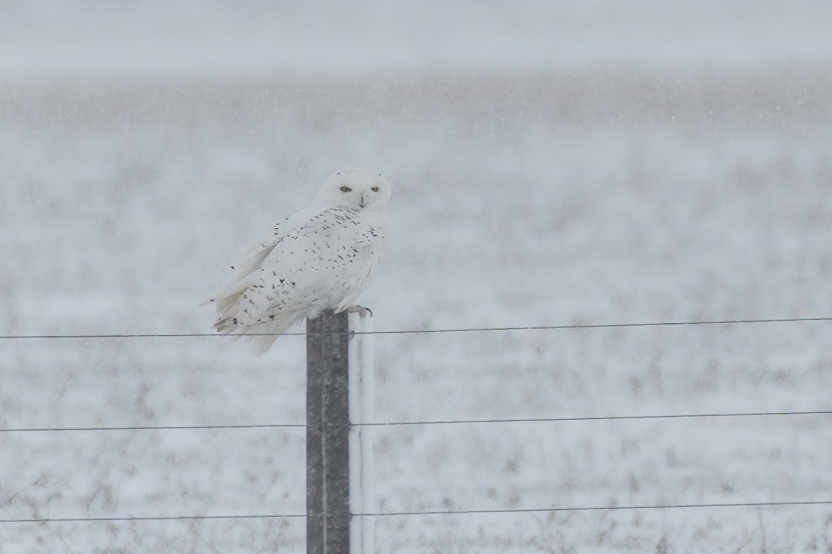 Snowy Owl - ML529975491