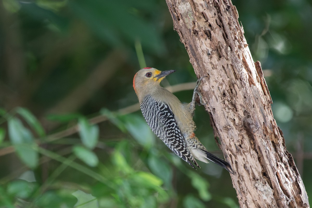 Yucatan Woodpecker - Odysseas Froilán Papageorgiou