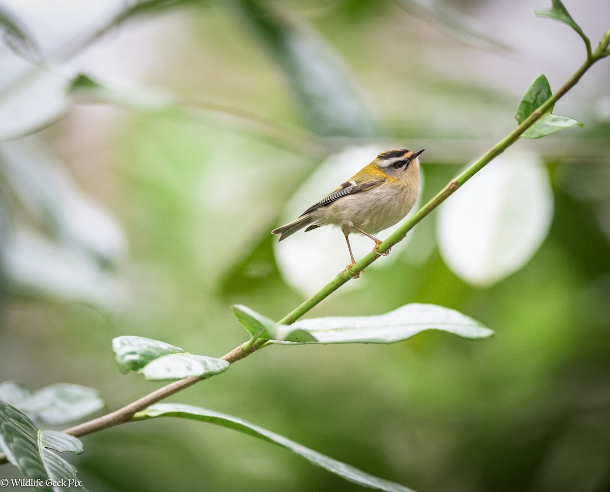 Common Firecrest - George Best